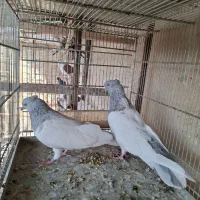 کفتر کله طوسی زاغ کاکلی