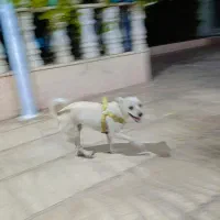 سگ شیواوا  اصل ماده