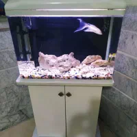 آکواریوم شرکتی شیشه منحنی