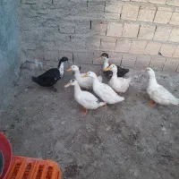 اردک چاق و چله