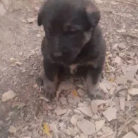 توله های سگ قدرجونی نروماده|سگ|قزوین, |دیوار