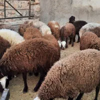 بره نر پرواری|حیوانات مزرعه|چگنی, |دیوار