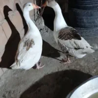 غازواردک چاق|حیوانات مزرعه|نگین شهر, |دیوار