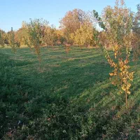 باغچه در طلاتپه|فروش دفتر صنعتی، کشاورزی، تجاری|نوشین شهر, |دیوار