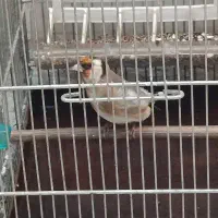 سهره جفتی روس