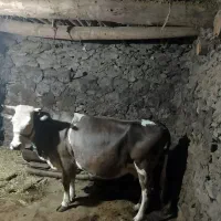 فروش گاو شیری سویسی|حیوانات مزرعه|کلاترزان, |دیوار