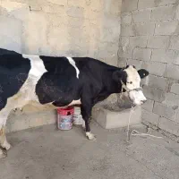 فروشی|حیوانات مزرعه|مسجد سلیمان, |دیوار