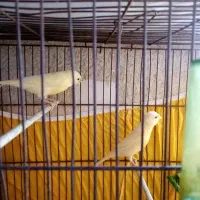 یک جفت جوجه قناری