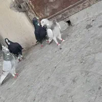 سلام|پرنده|کرمان, |دیوار