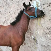 کره ای نریان