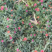 فروش زمین باغی با سند