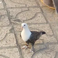کلاغ نر جوون