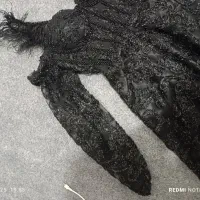 لباس مجلسی کار شده|لباس|سبزوار, شرق کال میانی|دیوار