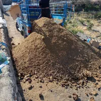 کود گاوی وگوسفندی