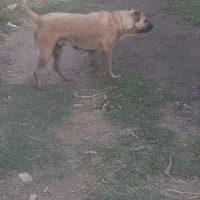 ماده سراب