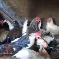 مرغ و خروس زنده. مرغ . خروس خونی. گوشتی خانگی|حیوانات مزرعه|مشهد, قائم|دیوار