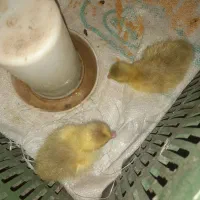 جوجه غاز محلی دو عدد موجوده