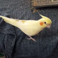 عروس دستی|پرنده|قنوات, |دیوار