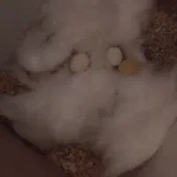 دو عروس هلندی نر و ماده زیبا و بازیگوش