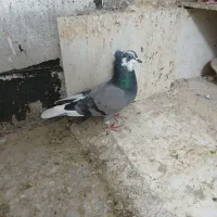 کبوترماده|پرنده|سرپل ذهاب, |دیوار