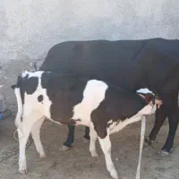 گاو و گوساله