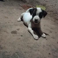 سگ فروشی|سگ|فریمان, |دیوار