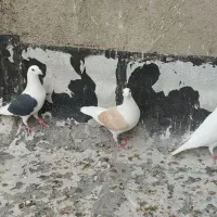 پلاکی و جوجه و گرفتنی