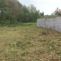 چمن زنی وبریدن علفهای هرز|خدمات باغبانی و درختکاری|آستانه اشرفیه, |دیوار