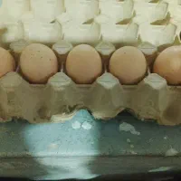 خانم قربانی