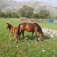 اسب مادیون باکره 7ماه