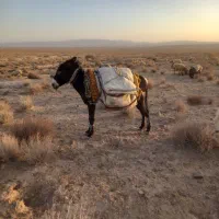 الاغ نر مشکی|حیوانات مزرعه|قائن, |دیوار