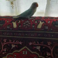 طوطی برزیلی ابی فیروزه ای بانمک