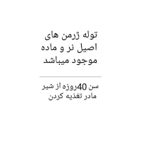 سگ ژرمن|سگ|تهران, پونک|دیوار