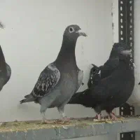 آلمانی|پرنده|تربت جام, مسکن مهر|دیوار