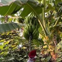 درختچه نهال موز|گل و گیاه طبیعی|امامزاده عبدالله, |دیوار