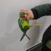 شاه طوطی اسکندر