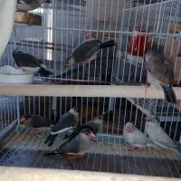 فنچ بلبلی|پرنده|جم, |دیوار