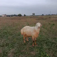 قوچ گوسفند نر سفید|حیوانات مزرعه|فرح آباد, |دیوار