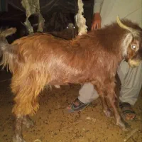 فروش بز