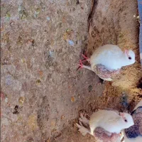 جفت طاووسی بلژیکی سه پره