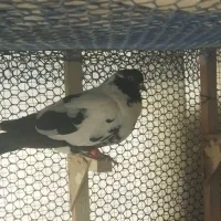 کفتر پلنگ افغانی و طاووسی