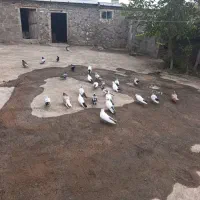 کبوتر