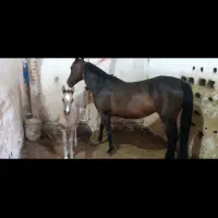 مادیان کره سهیل مریخ سواری دار و دمگیر