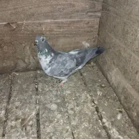 چند کبوتر سرحال|پرنده|هشتگرد, شهرک اداری|دیوار