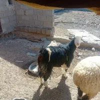 بز وکره|حیوانات مزرعه|تیمور آباد, |دیوار