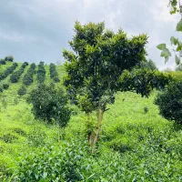 5000متر-باغ-چای-با-دفترچه-چایکاری