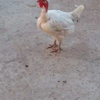 مرغ محلی تخم گذار