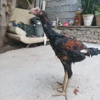 جوجه لاری اصل