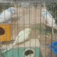 یک جفت مرغ عشق مولد