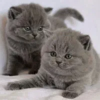 گربه های فنجونی